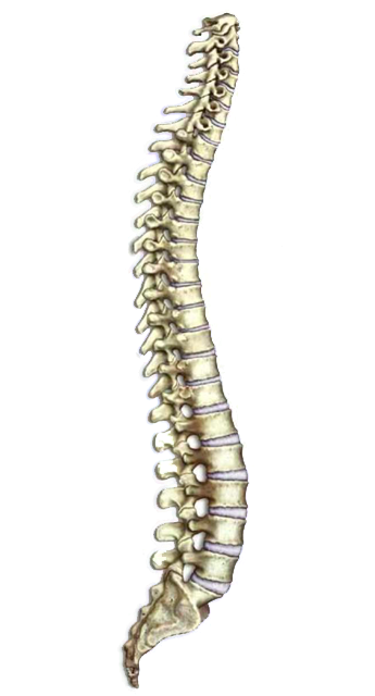 Columna